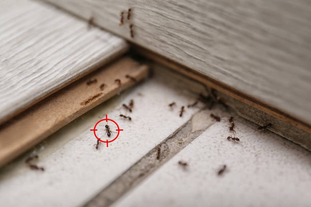 Professional Pest Control in Myrtle Point, OR