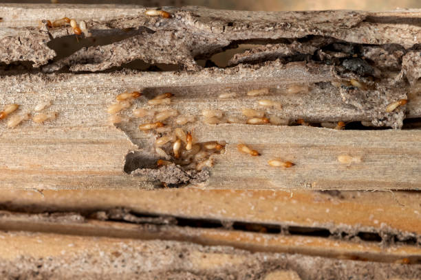 Best Wildlife Control Services  in Myrtle Point, OR