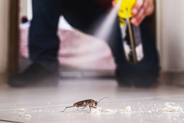 Best Termite Control Services  in Myrtle Point, OR