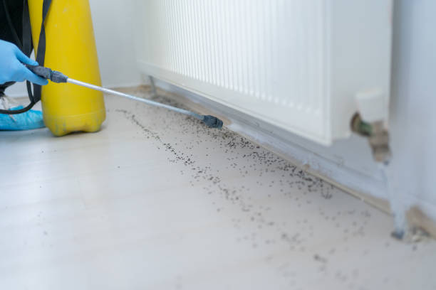 Best Local Pest Control Services  in Myrtle Point, OR